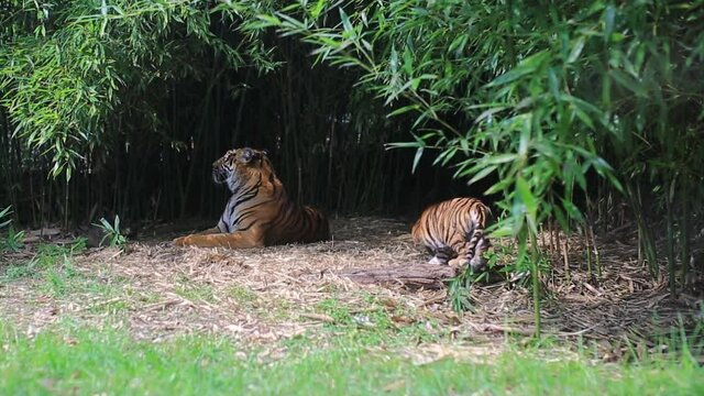 Cute tiger cub plays with his mother in the bush 