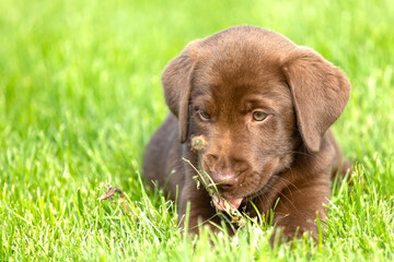 Beautiful, little labrador puppy. Little dog in the grass.