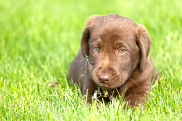 Beautiful, little labrador puppy. Little dog in the grass.