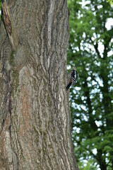 Obraz premium woodpecker on tree
