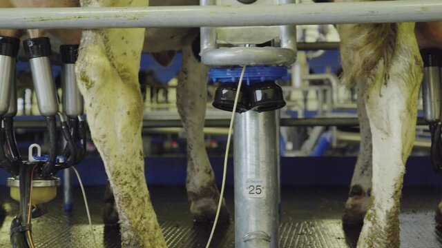 Cows udders rotate past the camera on a milking machine.