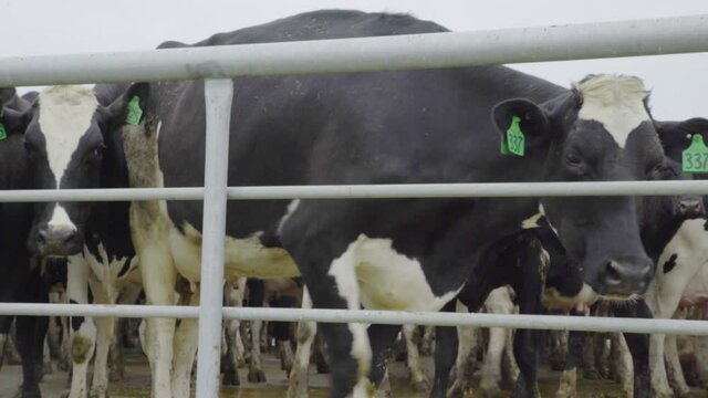 A herd of cows stand in a pen waiting to be milked