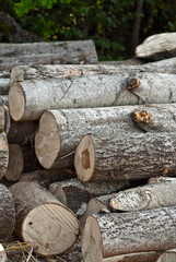 The felled trees lie on the ground. Logs close up on a pile on a forest background. The concept of illegal deforestation and environmental protection.