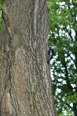 The woodpecker is the tree doctor