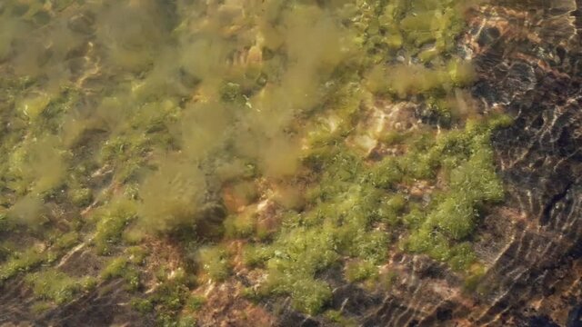 seaweed under water seen from above slow motion footage