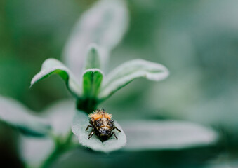 Jumping insect on a flower