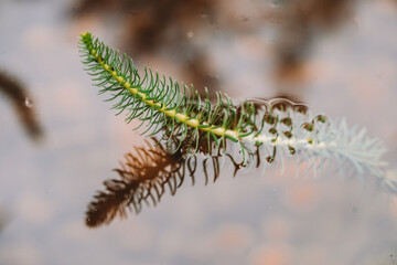 caterpillar on a branch