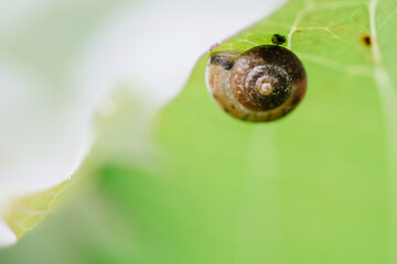 snail on a leaf