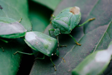 Stink bug family