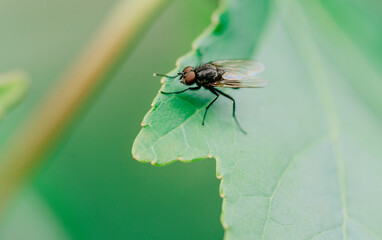 close up of a fly