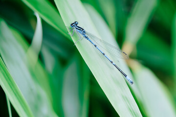 dragonfly on a green leaf