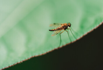 close up of an insect