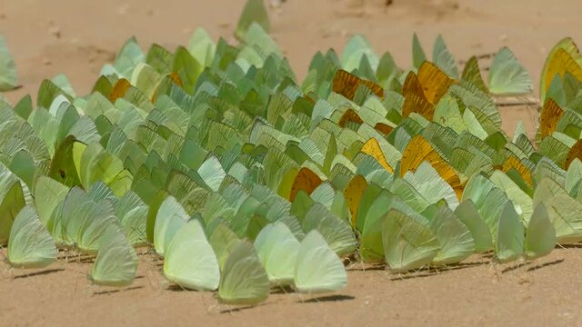 Many yellow and orange Apricot Sulfur Butterflies (Phoebis argante), which collect water on the sandy beach of the Tapaj&oacute;s River. Village of Solim&otilde;es, State of Par&aacute;, Brazil.