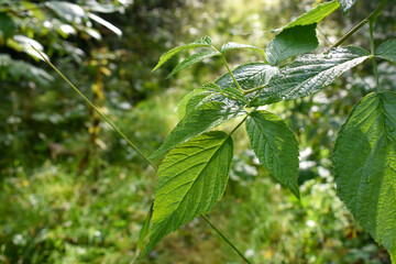 Green leaves on a branch against the sun on a blurred forest background. A branch with foliage is illuminated by the morning sun. Selective focus