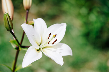 White lily