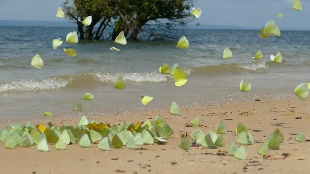 dscape with colorful yellow and orange apricot sulfur butterflies (phoebis argante) on the sandy river beach of the Rio Tapaj&oacute;s. Village of Solim&otilde;es, State of Par&aacute;, Brazil