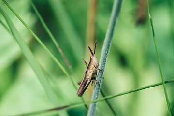 grasshopper macro
