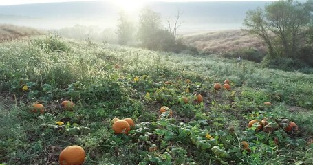 Aerial camera over pumpkin patch with morning dew as camera moves to the left. - Powered by Adobe