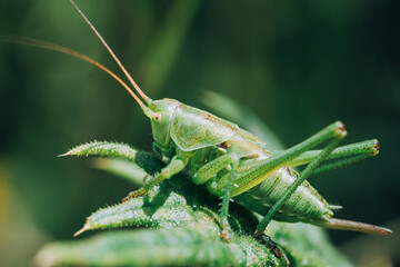 grasshopper on the grass
