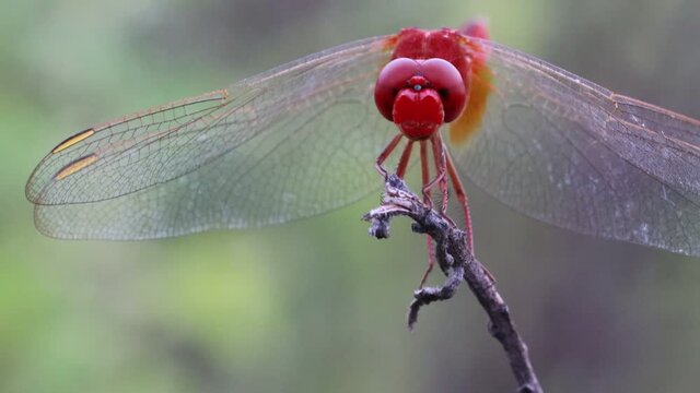 A beautiful red hungry dragonfly flies over the dried twig of a plant standing in the garden in search of food and comes back sitting