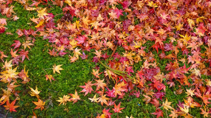 Colored maple red leaves on green grass in Ohara, Kyoto, Japan. November 14, 2017.