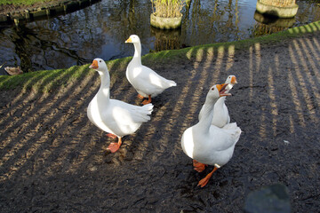 White domestic geese walking along a ditch. Bergen, Netherlands, December.