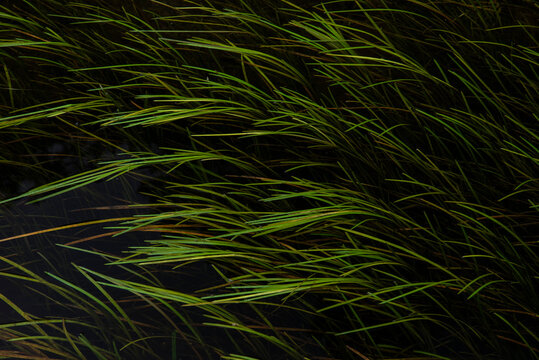 Wonderful abstract landscape image of vibrant and lush green plants underwater with very dark contrasting background