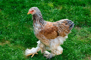 Young Brahma chicken femal color salmon walkin on the grass, photo made on 24 september in Weert the Netherlands