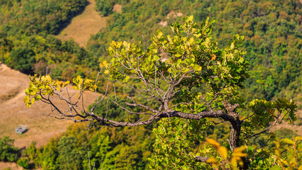 Naklejka premium Na zdjęciu widzimy młode drzewo (dąb), które zajęło swoje miejsce nad przepaścią.