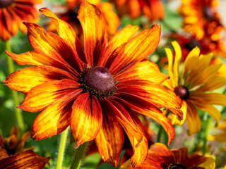 Beautiful bright orange and yellow flower of Rudbeckia hirta Cappucino in a garden