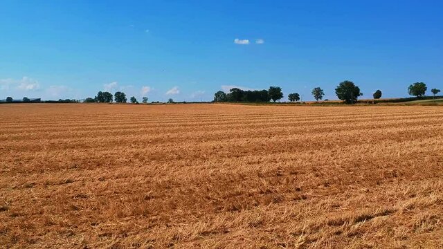 Fast forwarding moving shot of a wheat  field, near Taize village in France.
