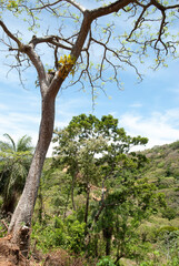 Fototapeta na wymiar Roatan Island Countryside Trees