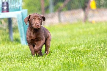 Beautiful, little labrador puppy. Little dog in the grass.