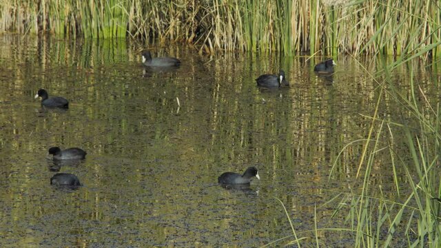 Group of ducks feeds in Azraq Wetland Reserve, Jordan. Close view, 4K