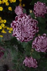 Various Colors of Flowers of Chrysanthemum in Full Bloom
