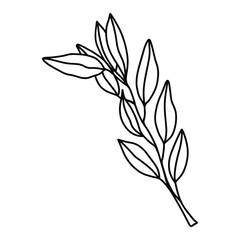 Beautiful delicate illustration of an abstract olive branch on a white background. Black and white vector hand drawn illustration of twig with leaves. Isolated object for invitations, cards.
