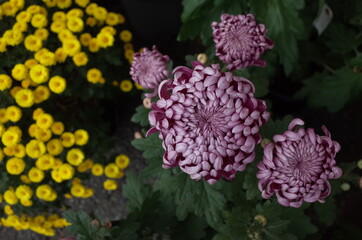 Various Colors of Flowers of Chrysanthemum in Full Bloom
