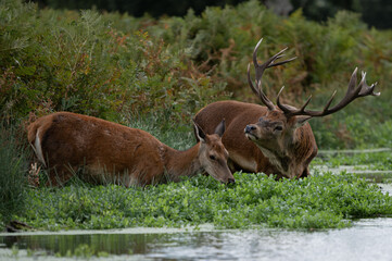 Naklejka na ściany i meble Large red stag and female deer cooling off in a stream