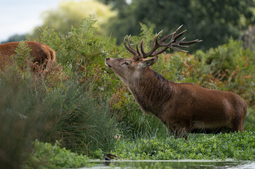 Large red stag deer following a female