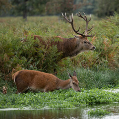 Naklejka na ściany i meble Large red stag deer following female into a stream