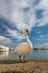 Cygne au bord du lac Léman, cité médiévale d'Yvoire