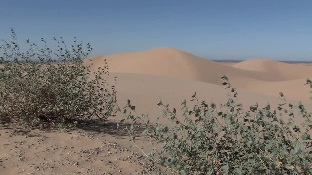 Bushes on North Algodones Dunes in California in the midday heat, USA.