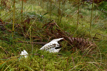 Hirschgebiss im Farn, Knochen von Hirsch in Moos und Wiese