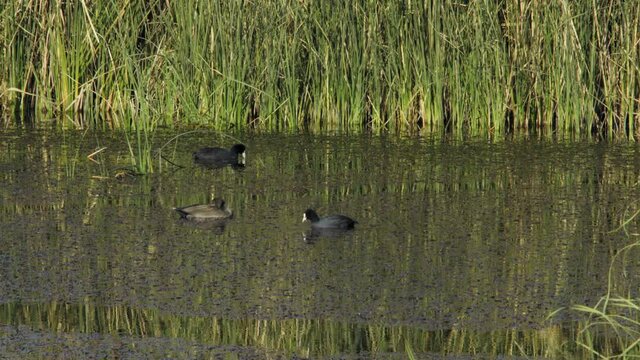 Three ducks feeds in Azraq Wetland Reserve, Jordan. Close shot. 4K