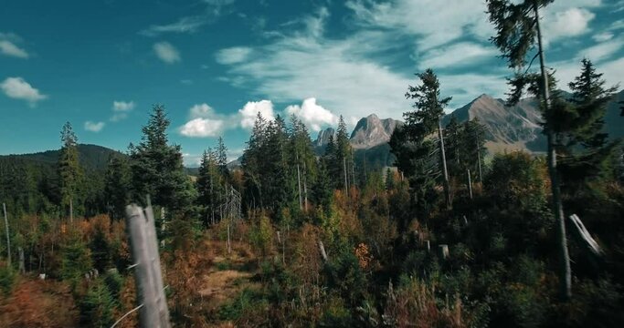 Straight aerial shot through trees into a beautiful landscape in Switzerland. The dead trees are the results of the windstorm "Lothar" from 1999.