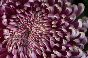 Light Purple Flower Center of Chrysanthemum 'Atsumono' in Full Bloom
