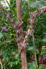 Many very large butterflies of the species samia cynthia perched on the branches of a tree