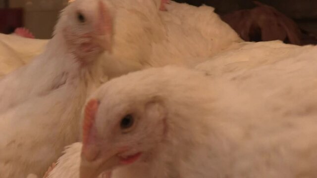 Chickens on the farm .
