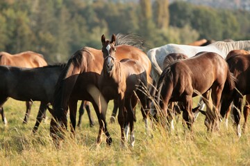 Foals and mares in the meadow at dawn