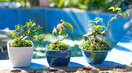 Mini Japanese bonsai tree.